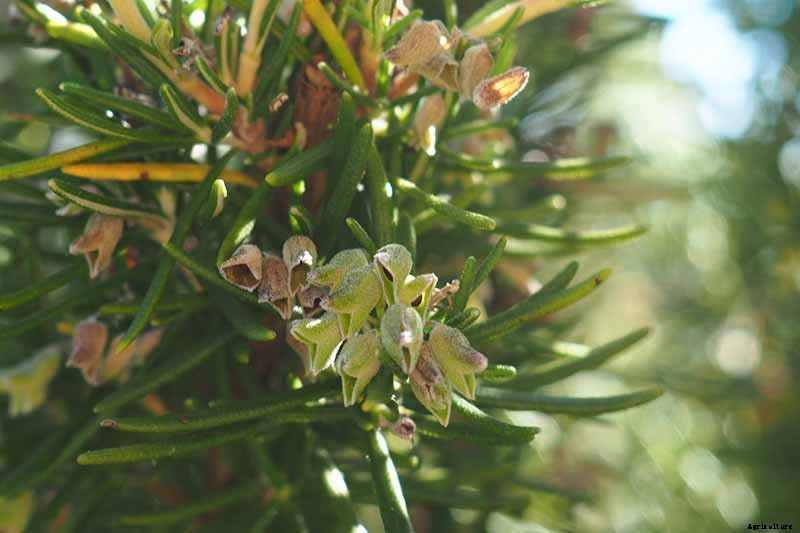 Rosemary: How to Grow This Classic Garden Herb