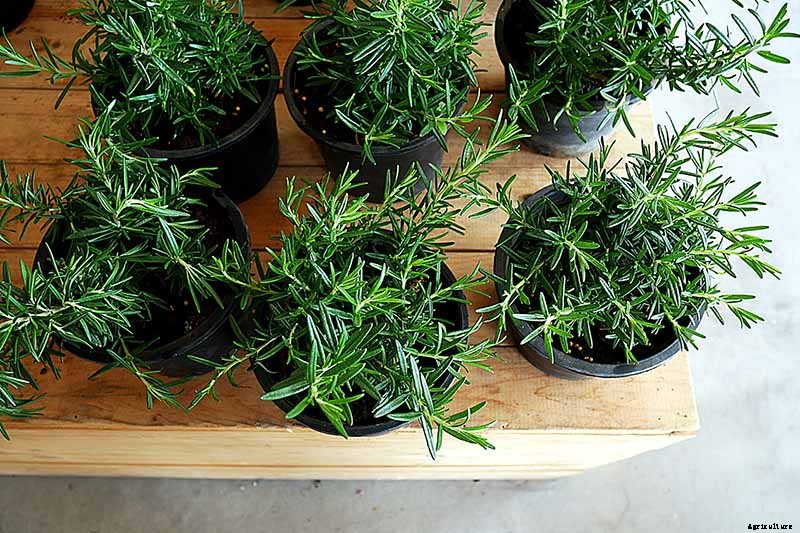 Rosemary: How to Grow This Classic Garden Herb