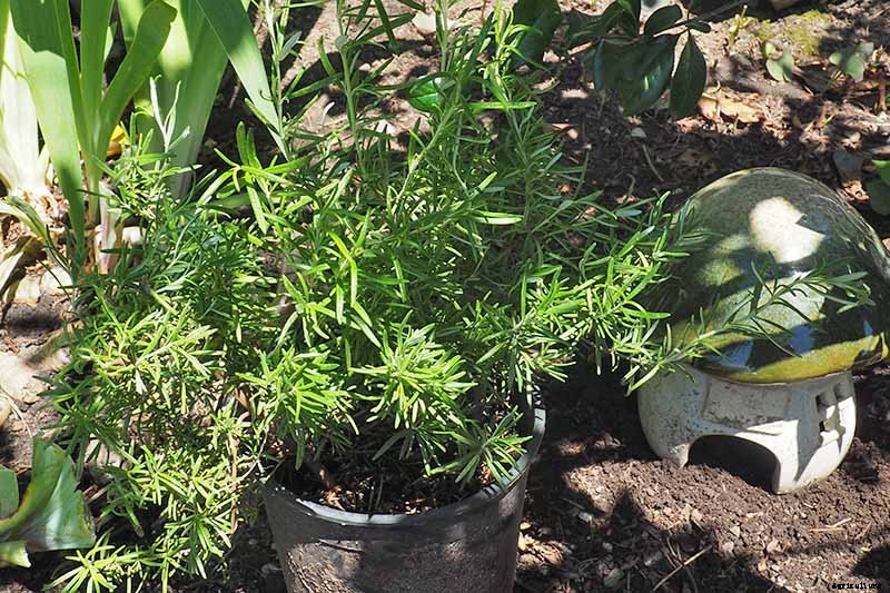 Rosemary: How to Grow This Classic Garden Herb