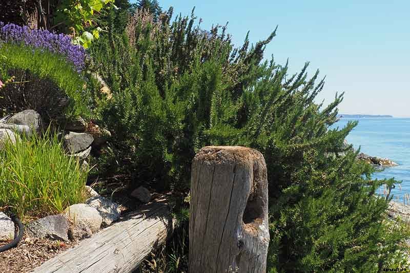 Rosemary: How to Grow This Classic Garden Herb