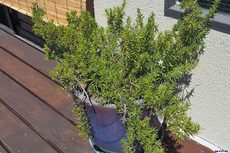 Rosemary: How to Grow This Classic Garden Herb