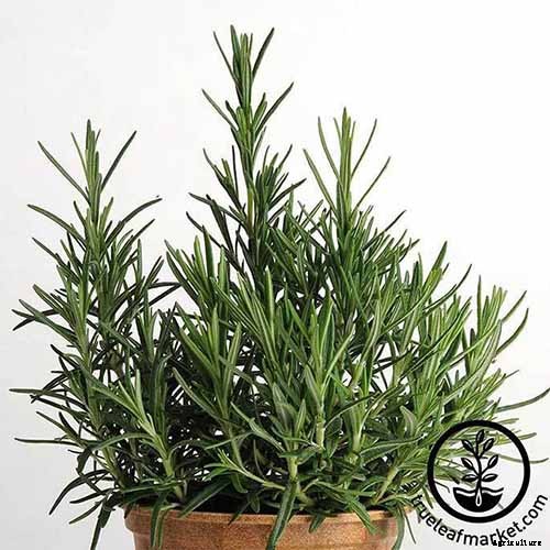 Rosemary: How to Grow This Classic Garden Herb