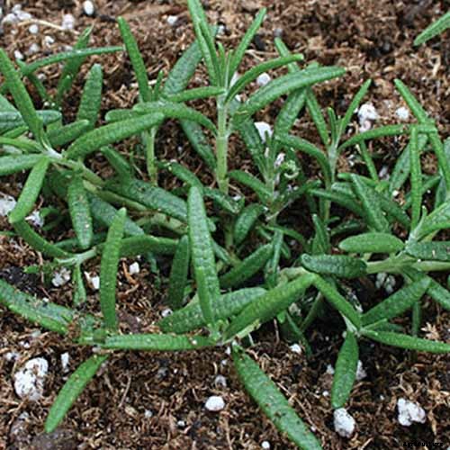 Rosemary: How to Grow This Classic Garden Herb