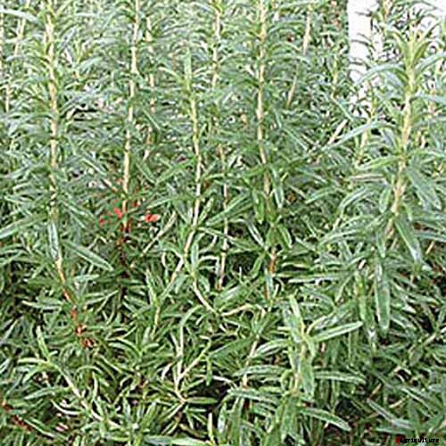 Rosemary: How to Grow This Classic Garden Herb