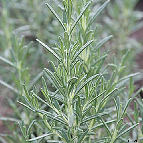 Rosemary: How to Grow This Classic Garden Herb