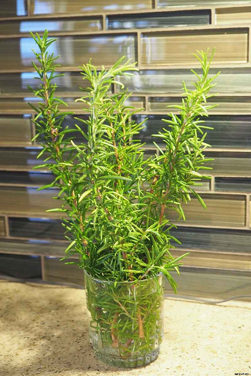 Rosemary: How to Grow This Classic Garden Herb