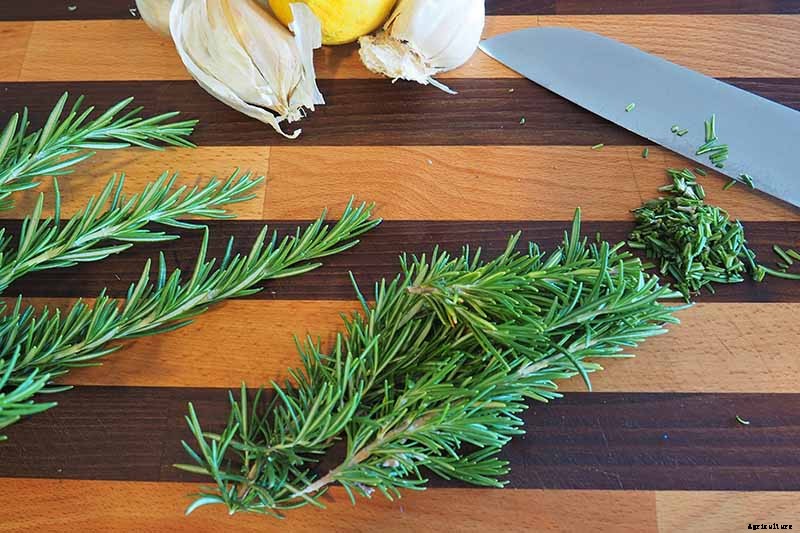 Rosemary: How to Grow This Classic Garden Herb