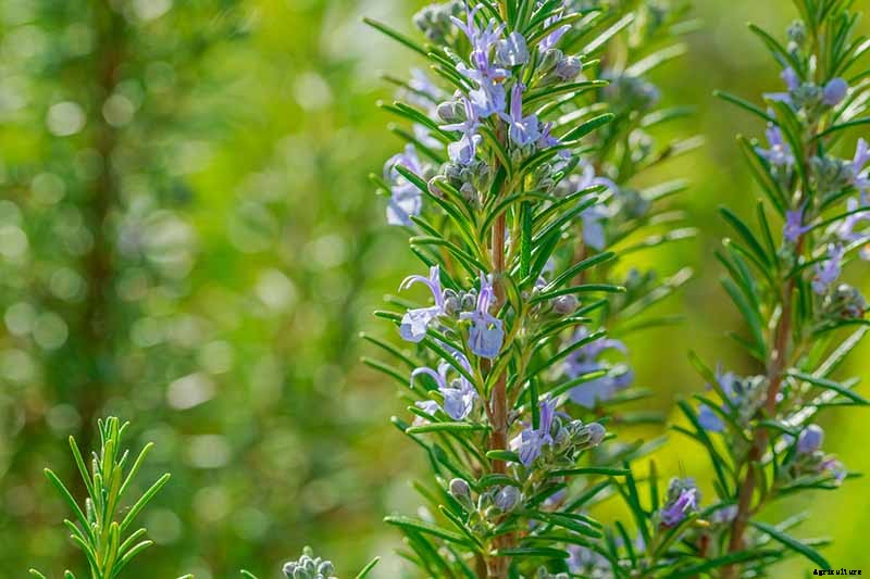 Rosemary: How to Grow This Classic Garden Herb