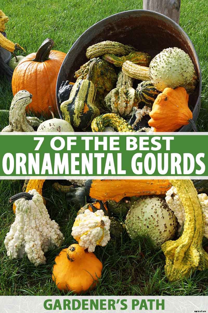 7 of the Best Ornamental Gourd Varieties