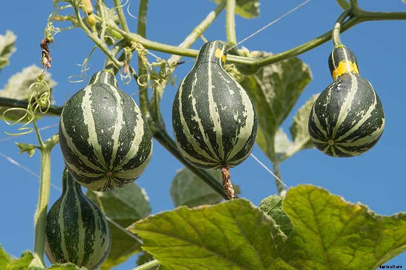 7 of the Best Ornamental Gourd Varieties