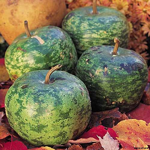 7 of the Best Ornamental Gourd Varieties