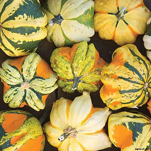 7 of the Best Ornamental Gourd Varieties