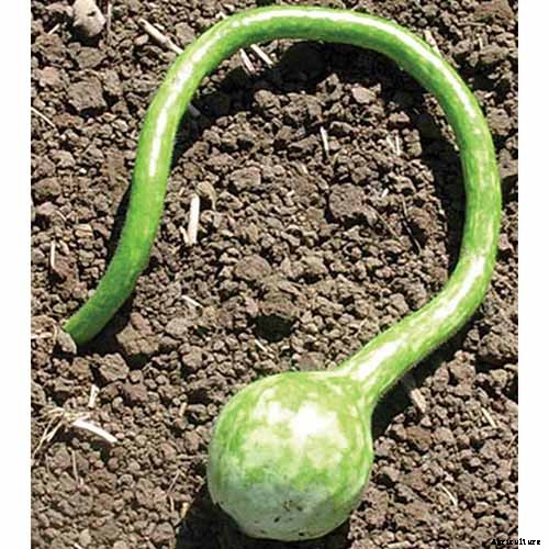 7 of the Best Ornamental Gourd Varieties