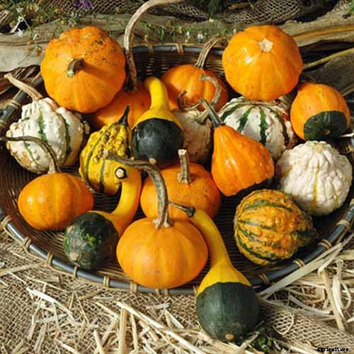 7 of the Best Ornamental Gourd Varieties
