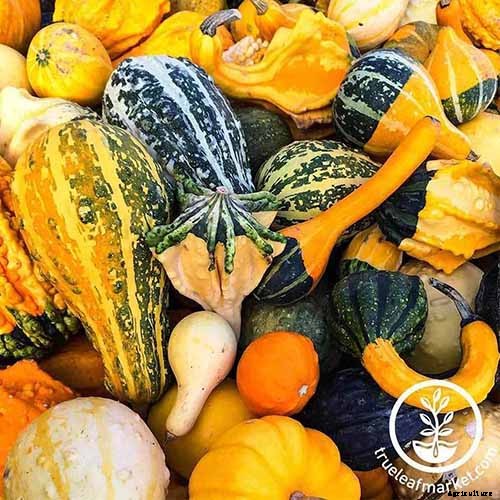 7 of the Best Ornamental Gourd Varieties