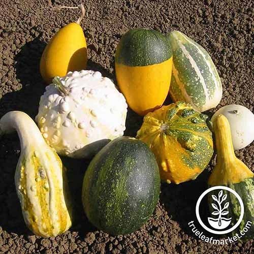 7 of the Best Ornamental Gourd Varieties
