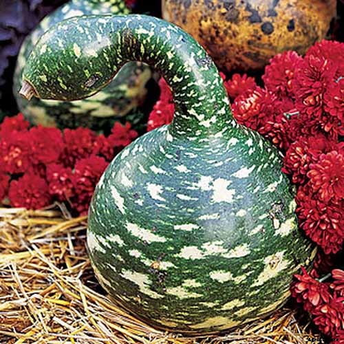 7 of the Best Ornamental Gourd Varieties