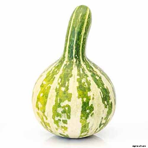 7 of the Best Ornamental Gourd Varieties