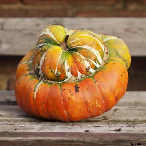 7 of the Best Ornamental Gourd Varieties