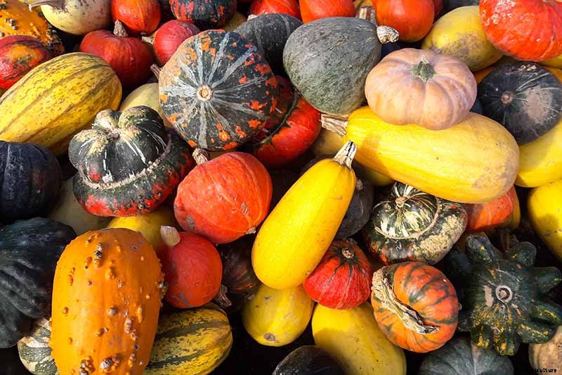 7 of the Best Ornamental Gourd Varieties