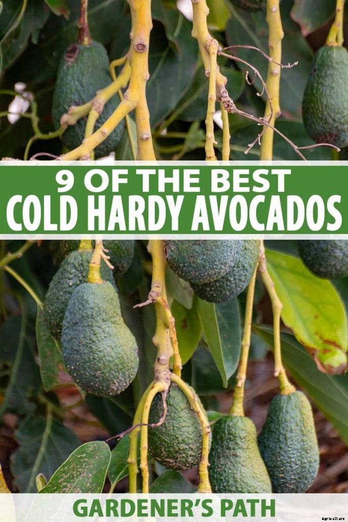 9 of the Best Cold Hardy Avocado Trees
