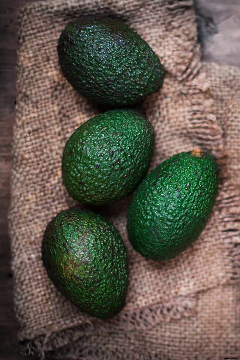 9 of the Best Cold Hardy Avocado Trees