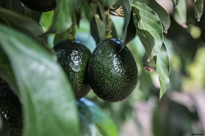 9 of the Best Cold Hardy Avocado Trees