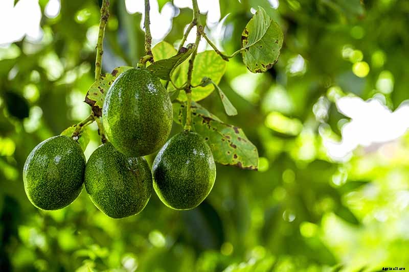 9 of the Best Cold Hardy Avocado Trees
