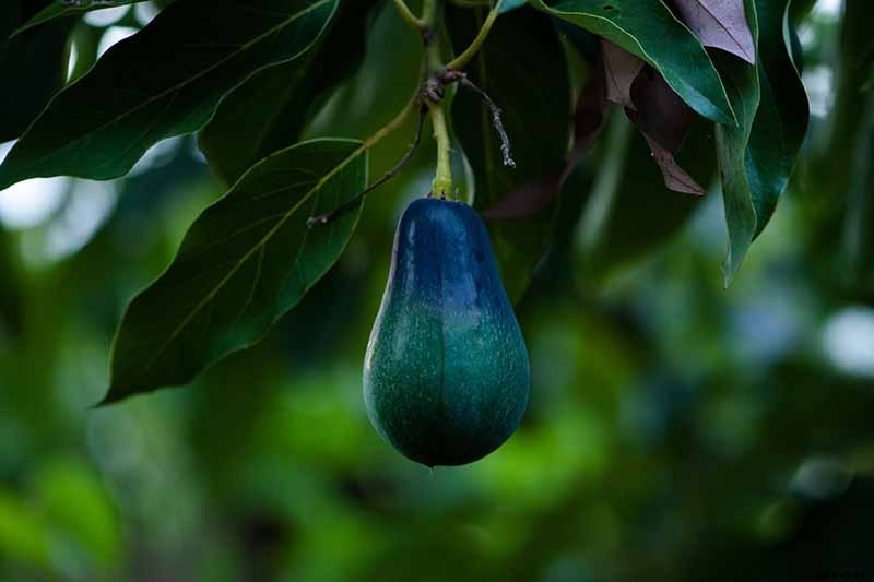 9 of the Best Cold Hardy Avocado Trees