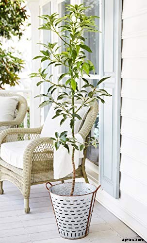 9 of the Best Cold Hardy Avocado Trees