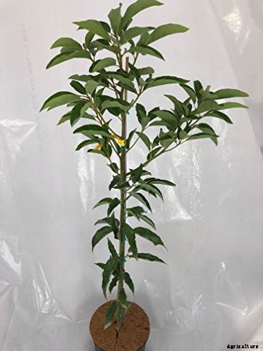 9 of the Best Cold Hardy Avocado Trees