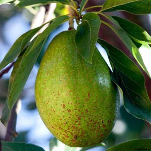 9 of the Best Cold Hardy Avocado Trees