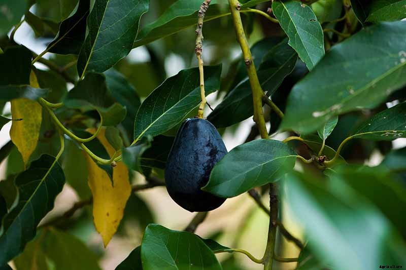 9 of the Best Cold Hardy Avocado Trees