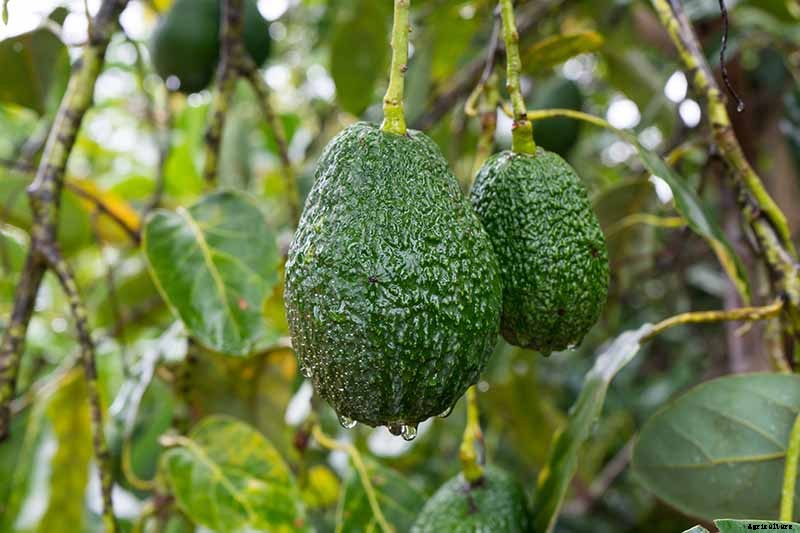 9 of the Best Cold Hardy Avocado Trees