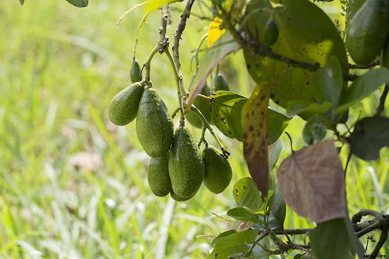 9 of the Best Cold Hardy Avocado Trees