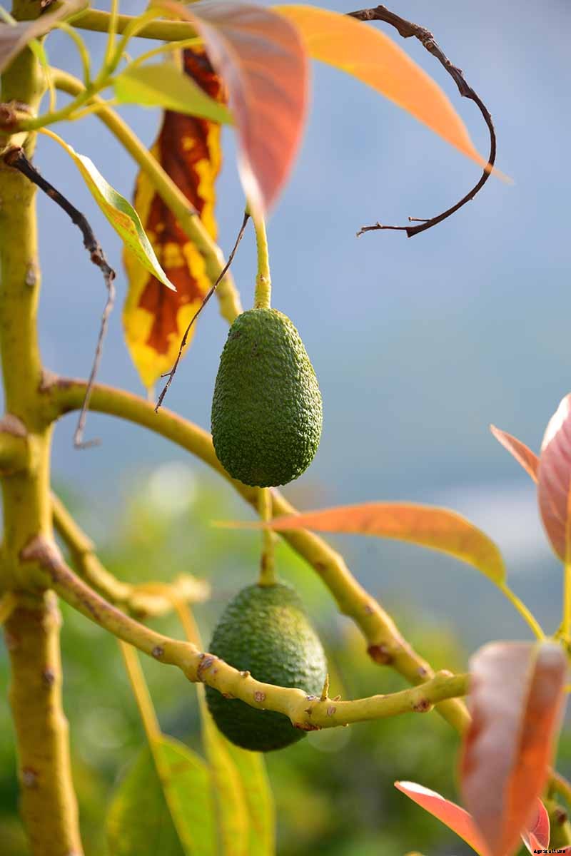 9 of the Best Cold Hardy Avocado Trees