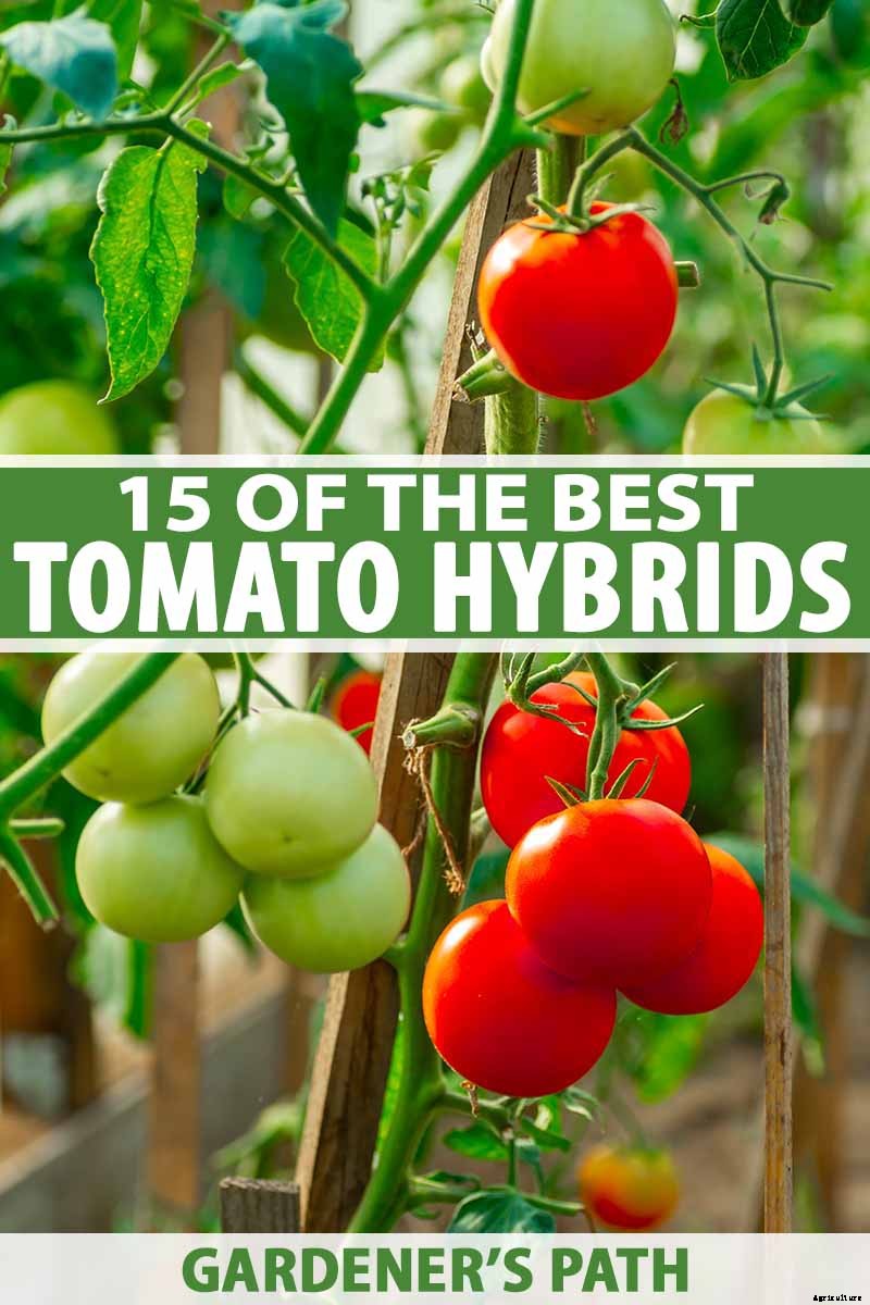 15 of the Best Tomato Hybrids for Your Veggie Patch
