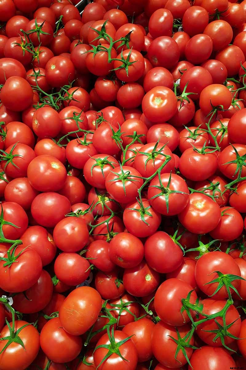 15 of the Best Tomato Hybrids for Your Veggie Patch