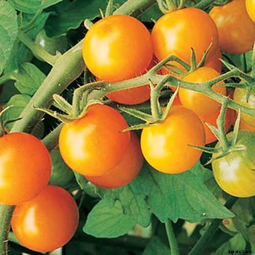 15 of the Best Tomato Hybrids for Your Veggie Patch