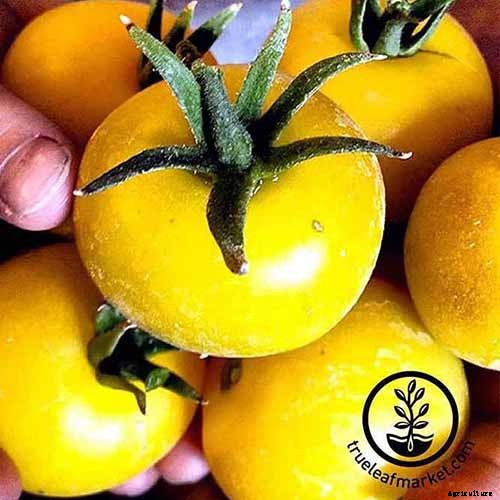 15 of the Best Tomato Hybrids for Your Veggie Patch