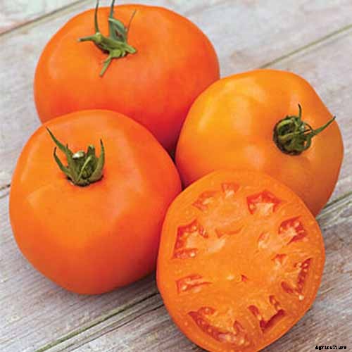 15 of the Best Tomato Hybrids for Your Veggie Patch