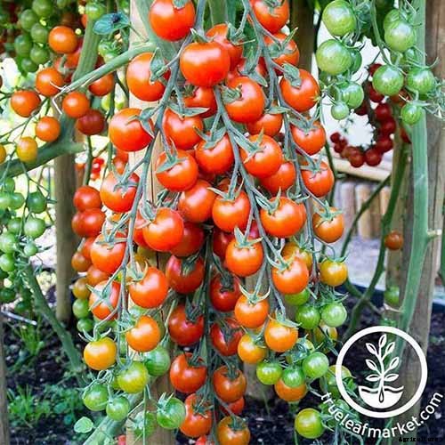15 of the Best Tomato Hybrids for Your Veggie Patch