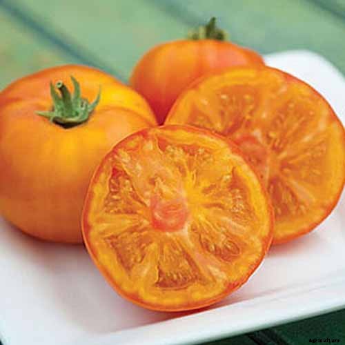 15 of the Best Tomato Hybrids for Your Veggie Patch