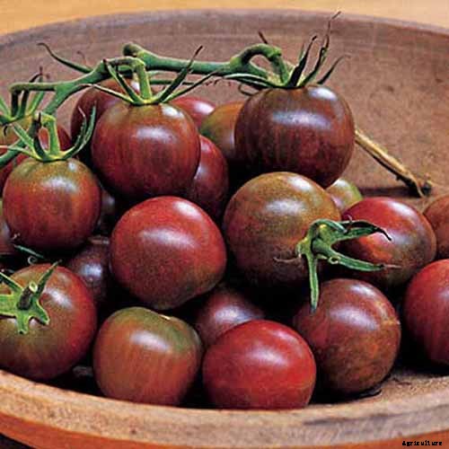 15 of the Best Tomato Hybrids for Your Veggie Patch
