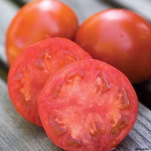 15 of the Best Tomato Hybrids for Your Veggie Patch