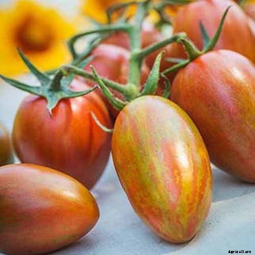 15 of the Best Tomato Hybrids for Your Veggie Patch