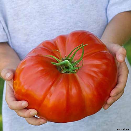 15 of the Best Tomato Hybrids for Your Veggie Patch