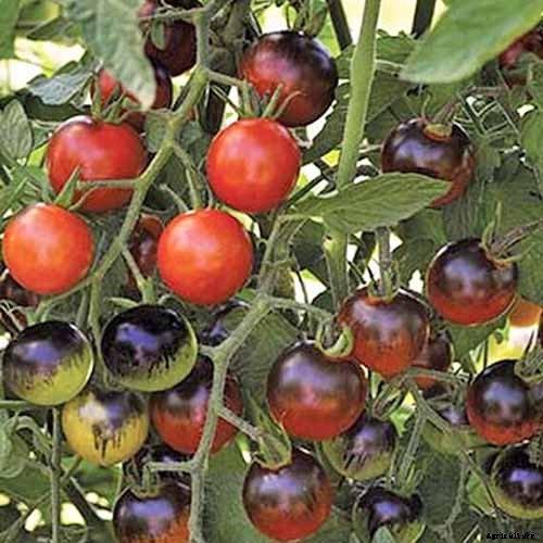15 of the Best Tomato Hybrids for Your Veggie Patch