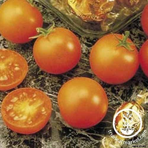 15 of the Best Tomato Hybrids for Your Veggie Patch