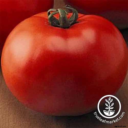 15 of the Best Tomato Hybrids for Your Veggie Patch